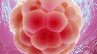 Implantacijsko krvarenje Implantacijsko krvarenje