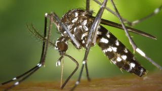 Zika virus prolazi kroz posteljicu! Zika virus prolazi kroz posteljicu!